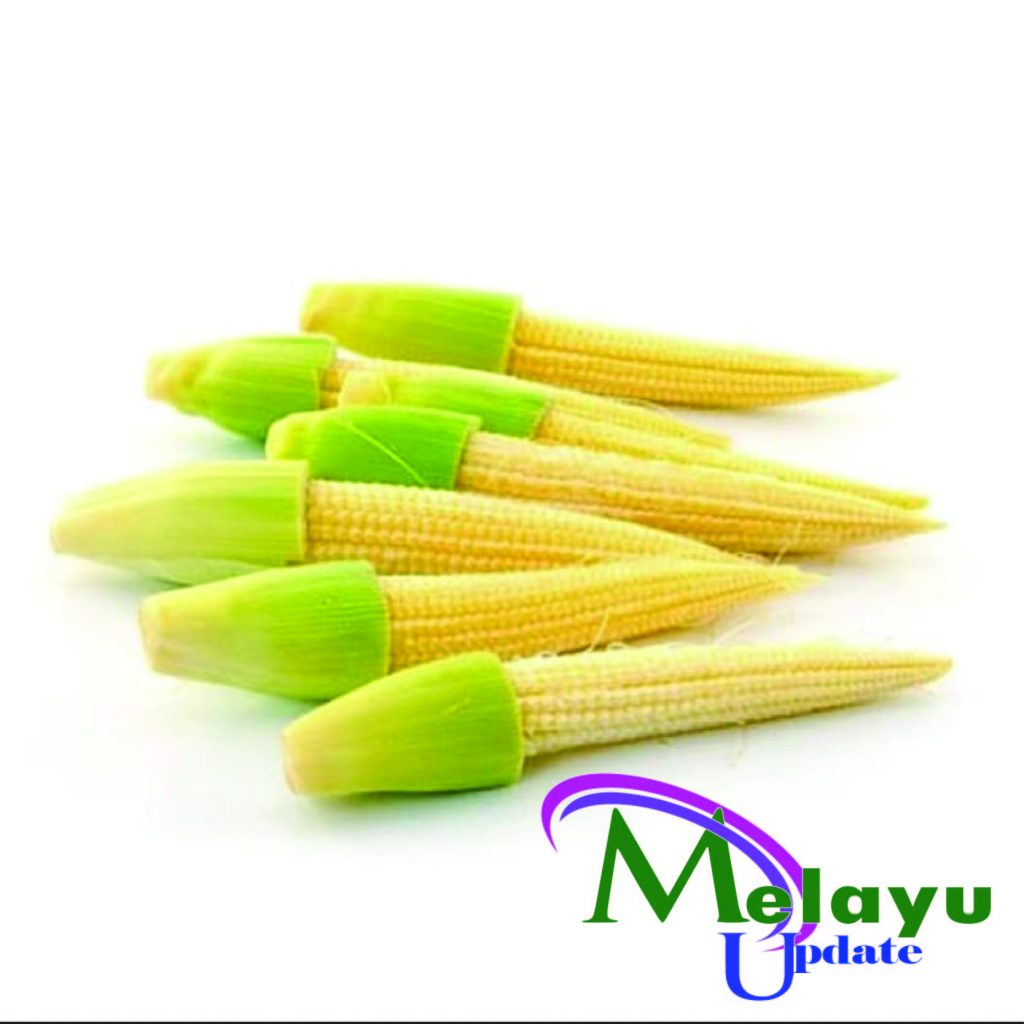 Jagung Muda - Melayupdate