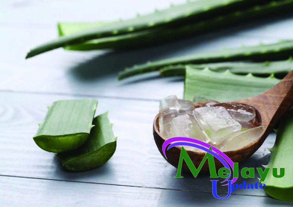 aloe vera for hair - Melayupdate