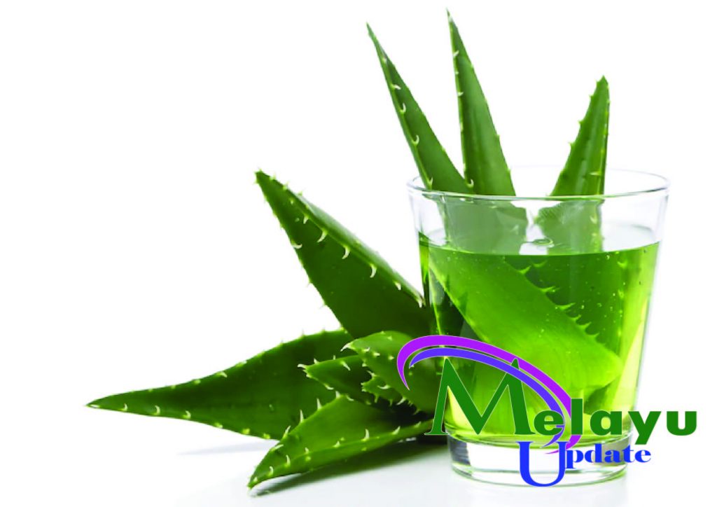 aloe vera treatment - Melayupdate